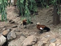 -临沂动植物园
