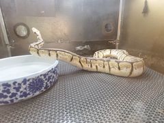 -上海大自然野生昆虫馆
