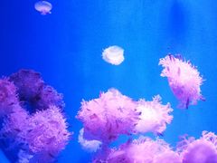 -福州罗源湾海洋世界旅游区