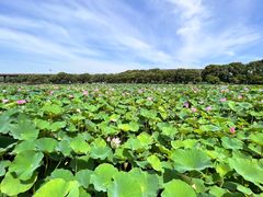-荷塘月色湿地公园·向阳花洲