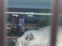 -FAELING PETS美天灵宠物(合生汇店)