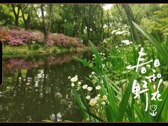 -上海共青森林公园