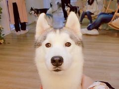 -Husky Go! 哈士奇体验馆·宠物咖啡厅狗咖