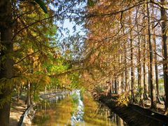 -上海长兴岛郊野公园