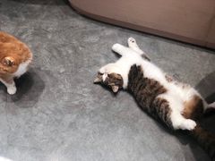 -瞄一喵猫咖(格力海岸店)