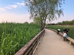 -绿堤公园