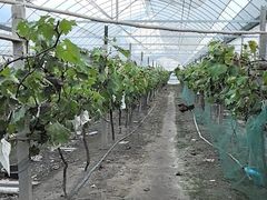 -马陆小张葡萄园农家乐