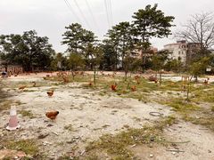 -成记烧鸡档