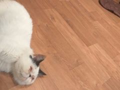 -猫色咖啡·猫咖