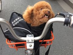 -PETKIT 小佩宠物·低压洗护·美容·寄养(安远店)