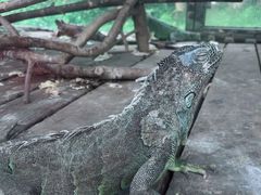 -东莞香市动物园