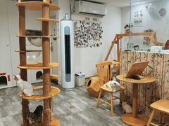 -楼上猫咖(罗湖店)