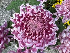 -杭州植物园