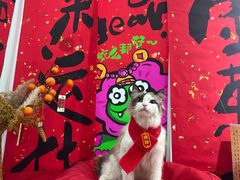 -爱洗澡的猫(望京店)