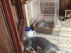 -壹六猫窝(谷德店)