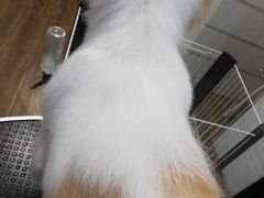 -欣怡宠物店