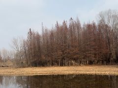 -溱湖国家湿地公园