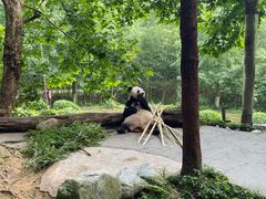 -都江堰中华大熊猫苑