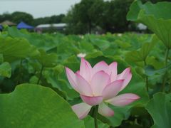 -嘉北郊野公园