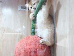 -屋虎猫馆(宝安大仟里店)