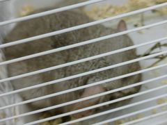 -雨林宠物医院 非犬猫异宠专科