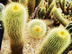 -深圳仙湖植物园
