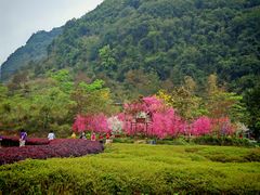 -靖西鹅泉风景区