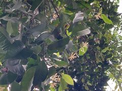 -东山茶寮(新安店)