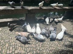 -西园戒幢律寺