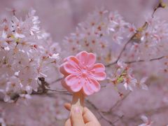 -古柏渡丰乐樱花园