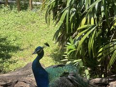 -昆明动物园