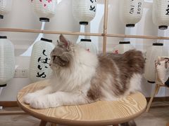 -柴迷FANS CLUB·柴犬狗咖·猫咖