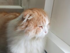 -喵园·猫主题咖啡厅·撸猫·猫咖(国贸店)