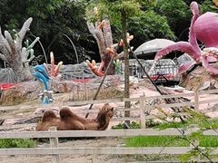 -都江堰玫瑰花溪谷