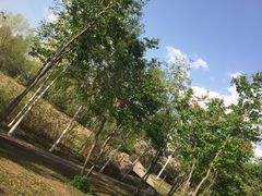 -群力丁香公园