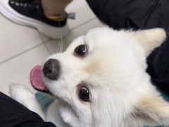 -乖乖宠物医院·猫科·急重症中心(车站北路分院)