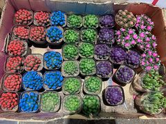 -循礼门鲜花花市(武汉循礼门店)