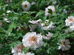-洛阳市隋唐城遗址植物园