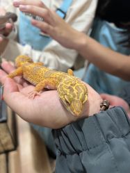 -Moni星球萌宠·小马宝莉·灵蛇·高端高阶全萌宠互动体验俱乐部(红豆国际广场店)