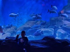 -石家庄海洋公园