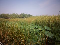 -太湖湖滨国家湿地公园-停车场