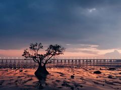 -宝安西湾红树林湿地公园