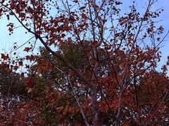 -瑶湖郊野森林公园