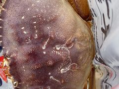 -老字号蛇口德记烧腊饭店·海鲜加工