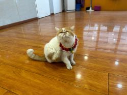 -千夜舞蹈
