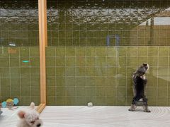 -帕帕拉兹宠物(亚洲旗舰店)