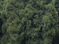 -武陵山森林公园