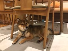 -柴务处·柴犬主题狗咖