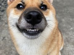 -柴犬高等学院·狗咖·柴犬售卖·宠物训练