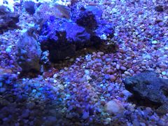 -瑞普利水族馆